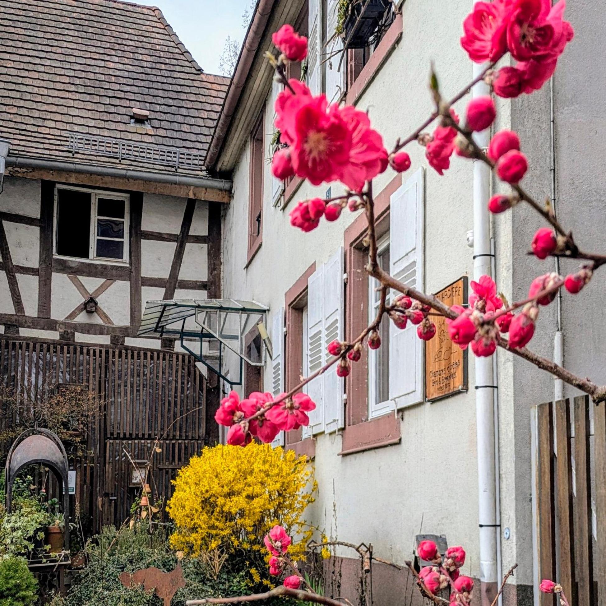La Renardiere Reichshoffen Exterior foto